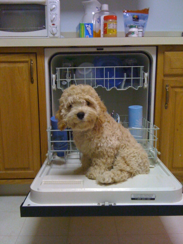 Cute Dog Picture Of The Day:  The Little Dishwasher